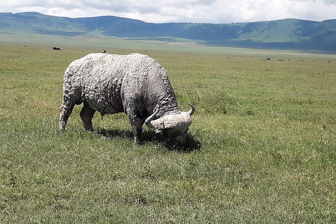 6 Days Tanzania Classic Safari - Day 6: Lake Manyara Experience
