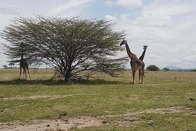 6 Days Tarangire,Serengeti, Ngorongoro & Manyara Mid-range Camping Safari Tour - Frequently Asked Questions