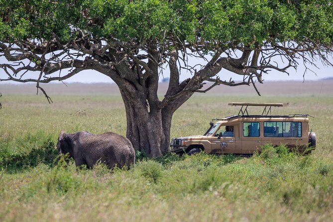 6 Days-The Best of Tanzania Safari - Booking Information and Pricing