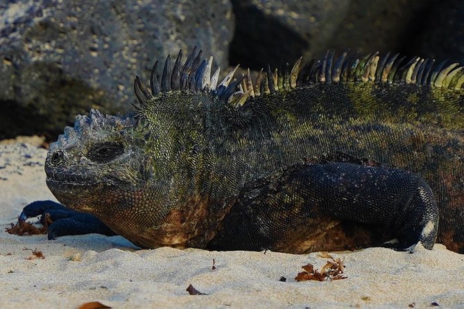 7-Day Galapagos Essentials - Exploring Santa Cruz