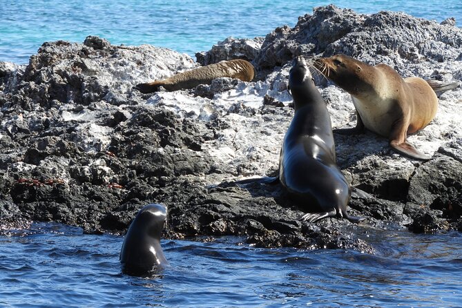 8-Day Galapagos Island Hopping Tour: Isabela, Giant Tortoises, and Snorkeling - Puerto Ayora Bay Tour and Highlands