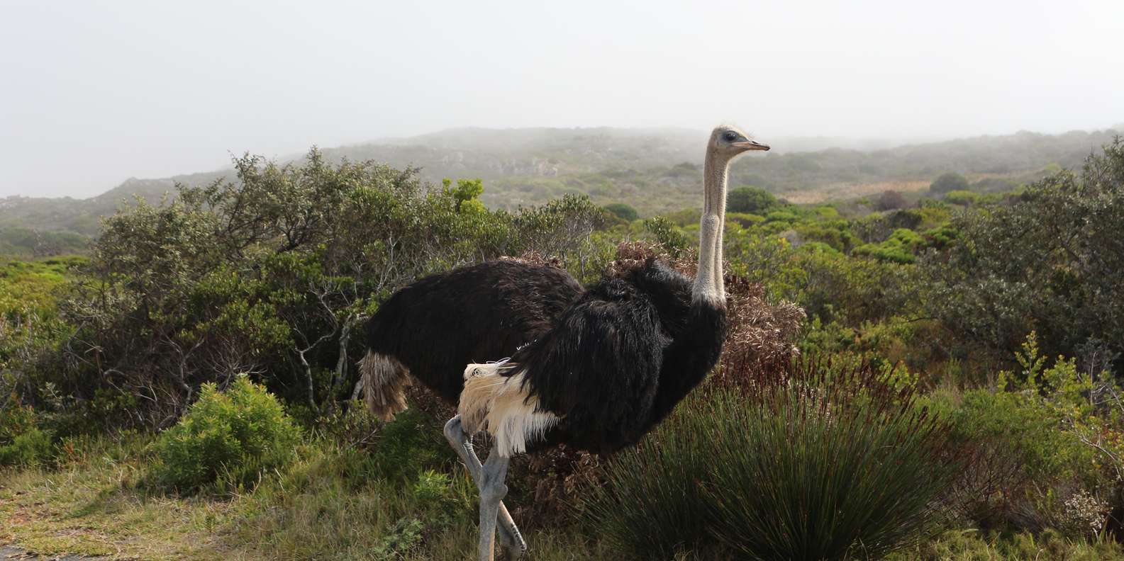 A Curious Adventure Through Chapman'S Peak Drive: Cape Point - Customer Testimonials and Experiences