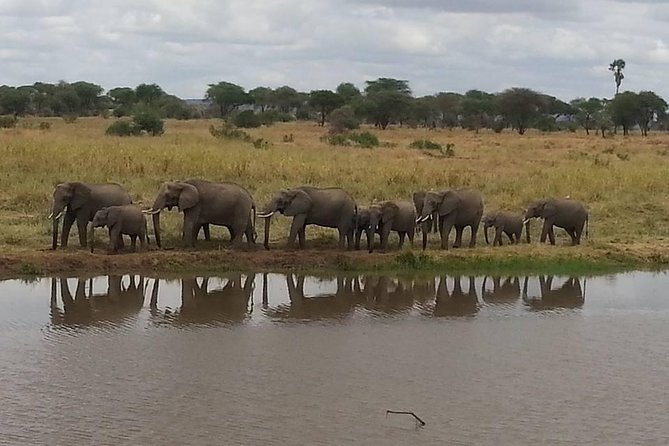 A Day Trip To Selous Fly From Zanzibar - Booking Your Selous Day Trip