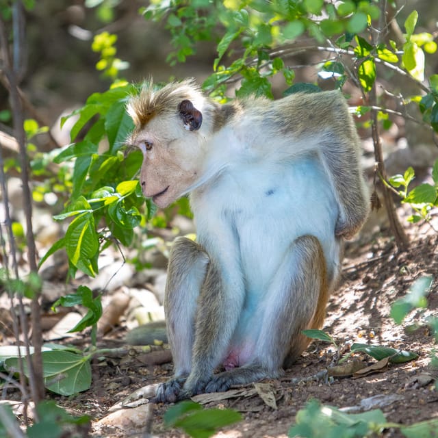 A Udawalawa Safari Tour (All Inclusive - Colombo/Galle) - Dining and Refreshments