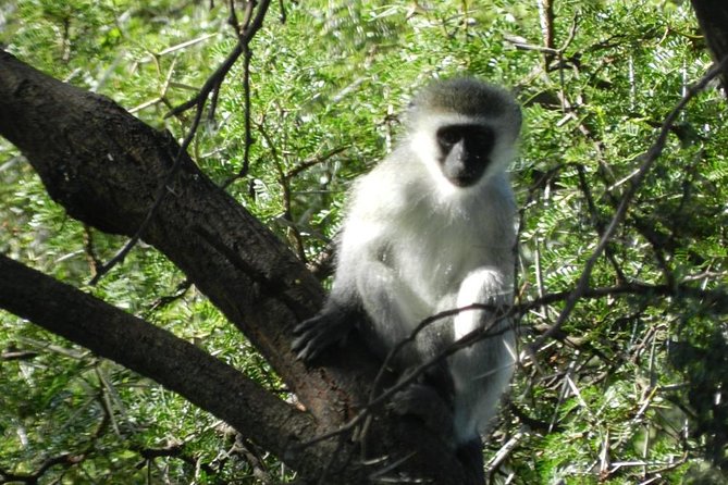 Addo Elephant National Park From Port Elizabeth - FD01 - Contacting Alan Tours