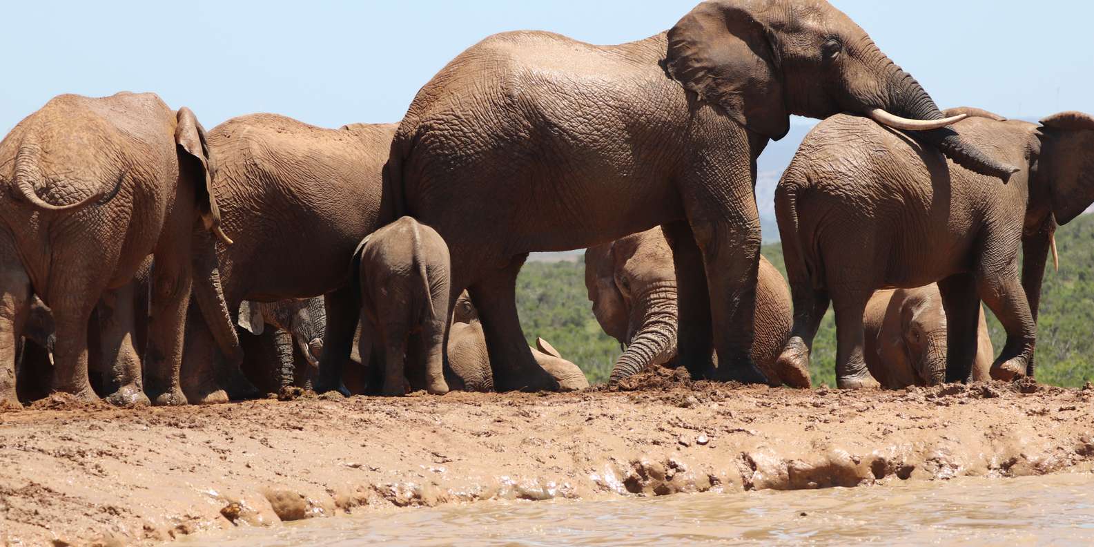 Addo Elephant National Park Half-Day Safari - Inclusions and Exclusions