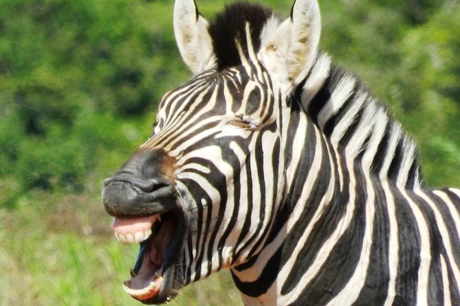 Addo Elephant National Park - HD01 - Important Notes for Travelers