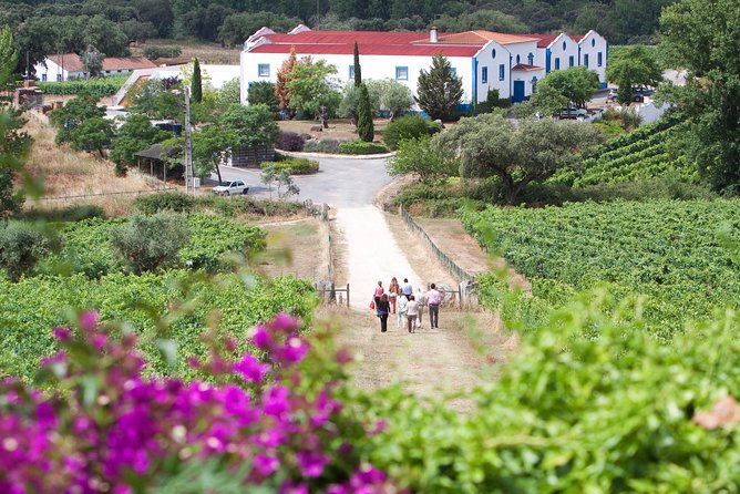 Alentejo Wine Tour From Évora - What to Expect on the Tour