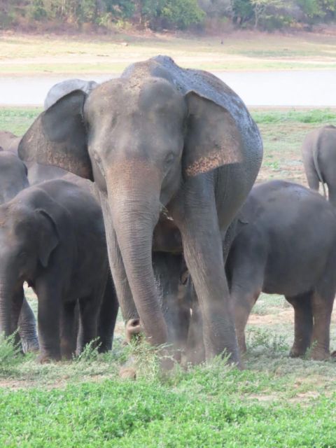 All Inclusive Minneriya/Kaudulla/Hurulu National Park Safari - Booking and Availability