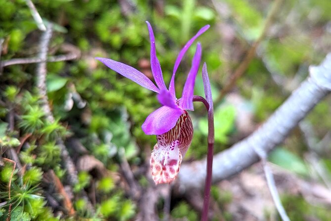 Alpine Lake Float and Guided Hike in the Bitterroot Mountains - Guest Reviews and Highlights