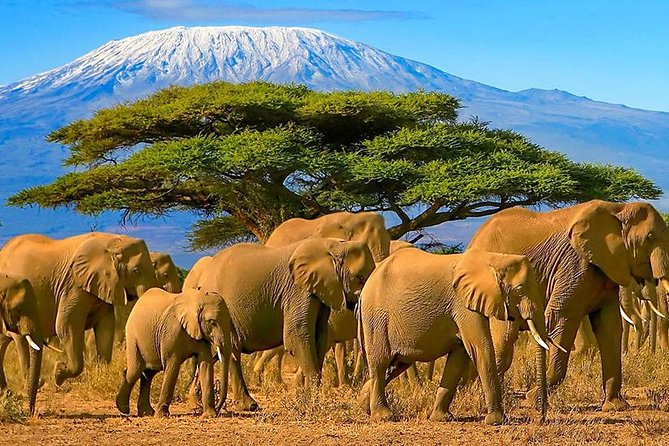 Amboseli National Park Guided Full Day Tour - Tips for Your Adventure