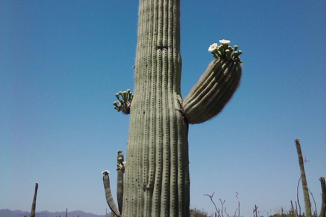 Apache Trail Day Trip Including Dolly Steamboat - Tips for Your Trip