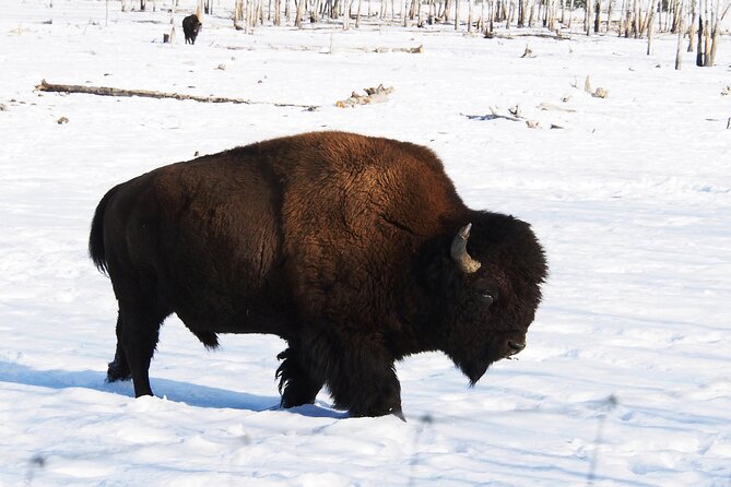 Arctic Day: Yukon Wildlife Half Day Viewing Tour - Explore Yukon Wildlife Preserve