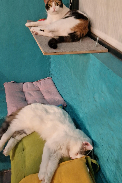 Athens: Cat Cafe Visit With Drink and Sweet - The Sum Up