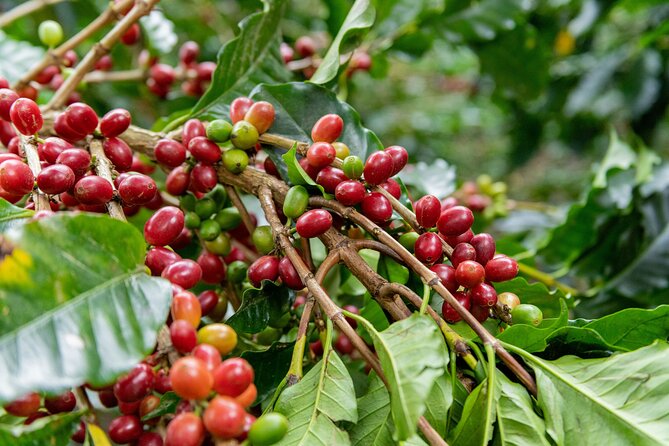 Authentic Experience of Coffee, Cane and Caco Inside the Forest - About the Family Business