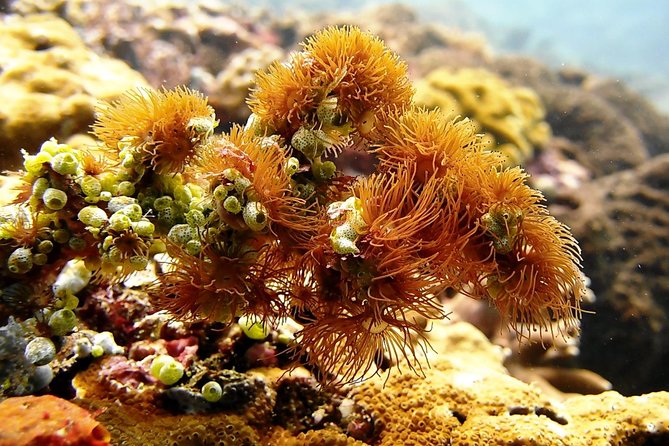 Bali Scuba Diving at Padang Bai for Certified Diver - Tips for Certified Divers