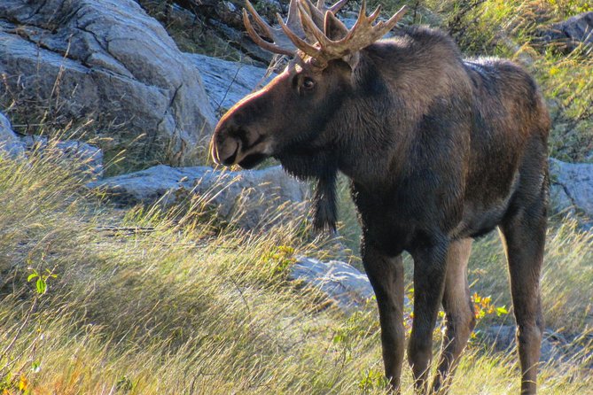 Banff to Jasper One-Way Tour - Tips for a Successful Tour