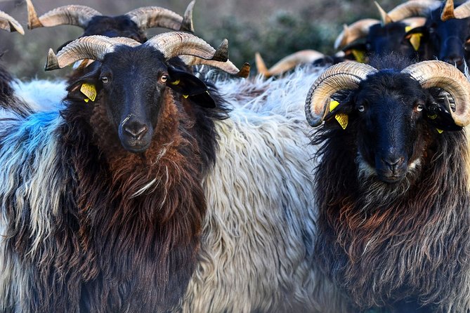 Basque Country Food Tour - Traveler Experiences and Reviews
