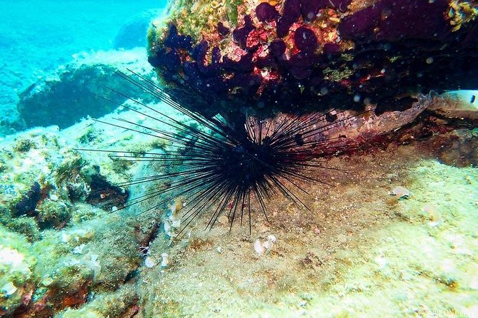 Beginner Diving Experience in Ligaria Bay - Cancellation and Support