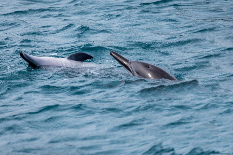 Benalmadena: Dolphin Watching Boat Tour - Booking and Cancellation Policy