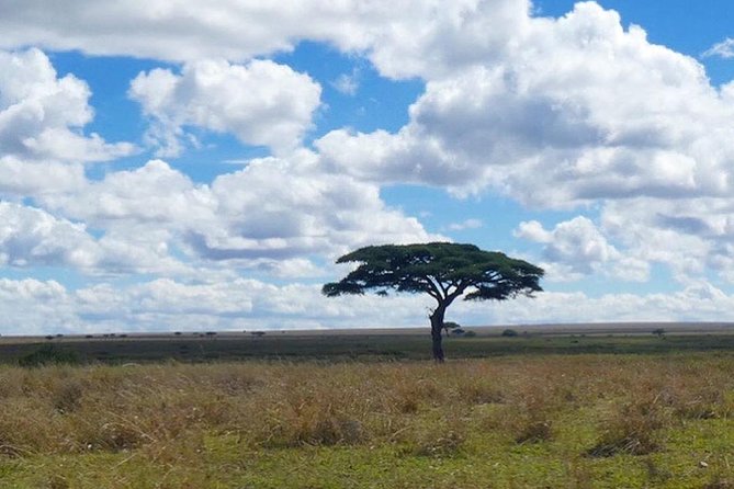 Best 3 Days Tanzania Shared Safari Tarangire Ngorororo Manyara - Traveler Reviews