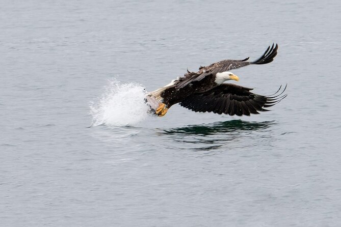 Best Whale Watching and Wildlife Shore Excursion in Sitka - Health Considerations