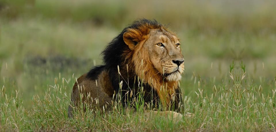 Bhuj, Dwarka, Somnath, and Gir National Park Tour 8D/7N - The Sum Up