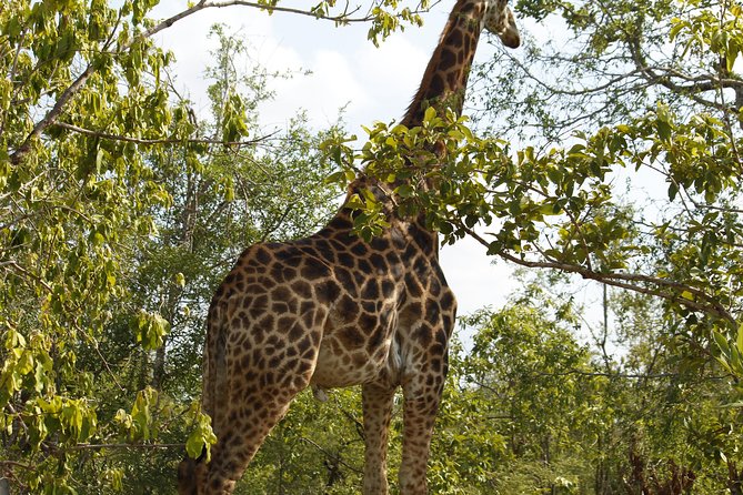 Big 5 Kruger National Park 2 Days Safari From Johannesburg - Booking and Cancellation Policy