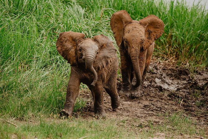 Big 5 Safari Day Trip - Traveler Reviews