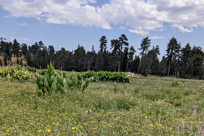 Big Bear Jeep Off-Road Tour With Hike to Bluff Lake Reserve - What to Expect on the Hike