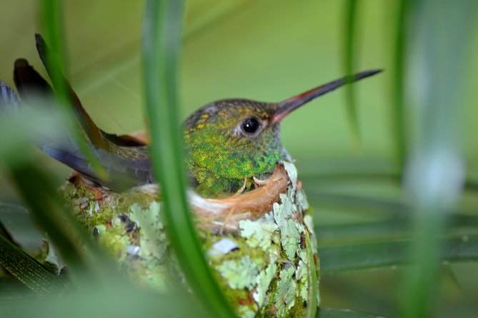 Bird Watching Tour Arenal Mundo Aventura - Booking and Cancellation Policy