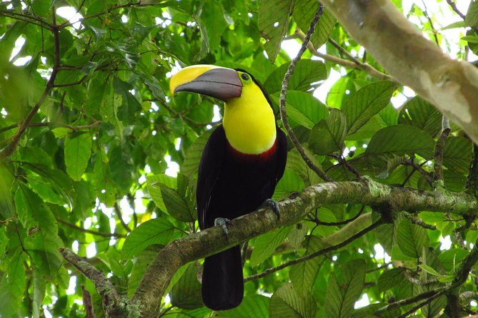 Birdwatching by the Lake Arenal - Memorable Moments at Lake Arenal