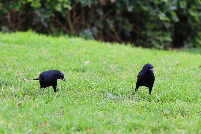 Birdwatching & Landscaping Tour in Lima - Private Transport Experience