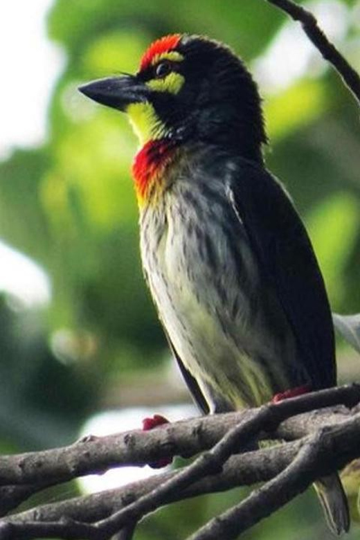 Birdwatching Walk in Thalangama Wetland From Colombo - Picturesque Talangama Wetland