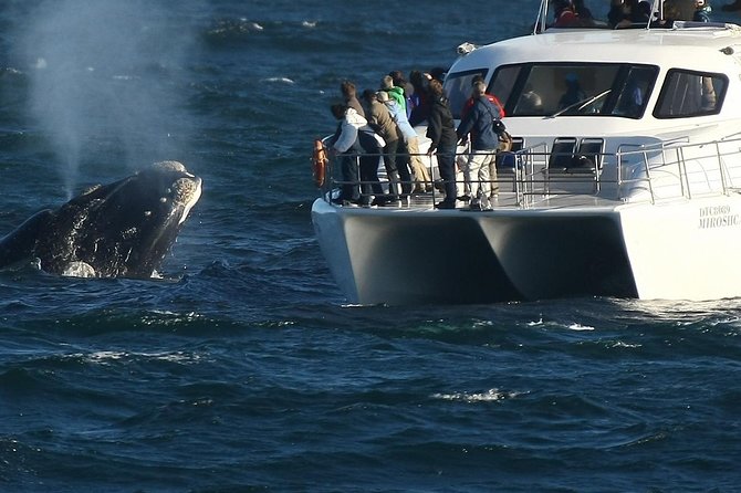 Boat Based Whale Watching From Hermanus - Good To Know