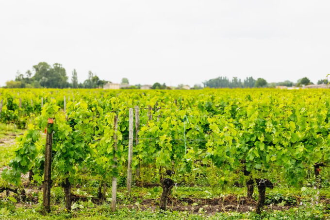 Bordeaux: St. Emilion Day Trip With Wine Tasting and Lunch - Cancellation and Flexibility