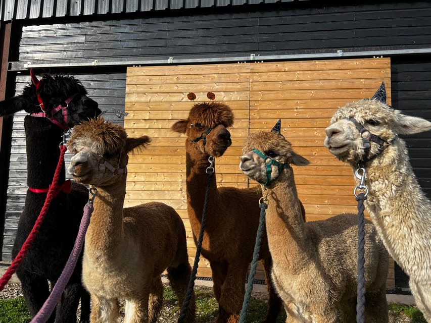 Brackenfield: Alpaca Trek - Sum Up