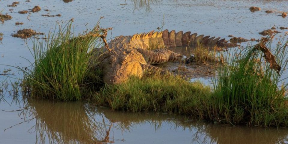 Bundala National Park Sunrise Wildlife Expedition - Unique Avian Species