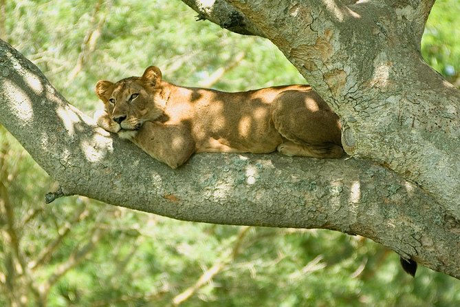 Bwindi Impenetrable Kenya Tanzania Gorilla Safari 14 Days 13 Nights - Frequently Asked Questions