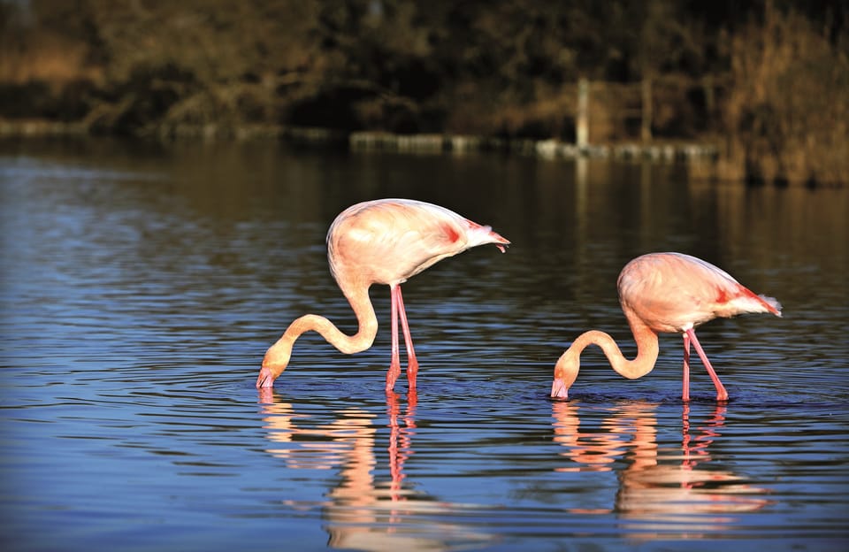 Camargue: Half-Day 4x4 Guided Safari Adventure - Observing Local Wildlife