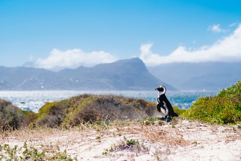 Cape Town: Cape Point and Penguin Colony Full Day Tour - Inclusions and Additional Costs