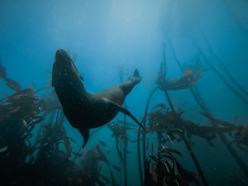 Cape Town: Great African Sea Forest Guided Snorkel - Interacting With Marine Life