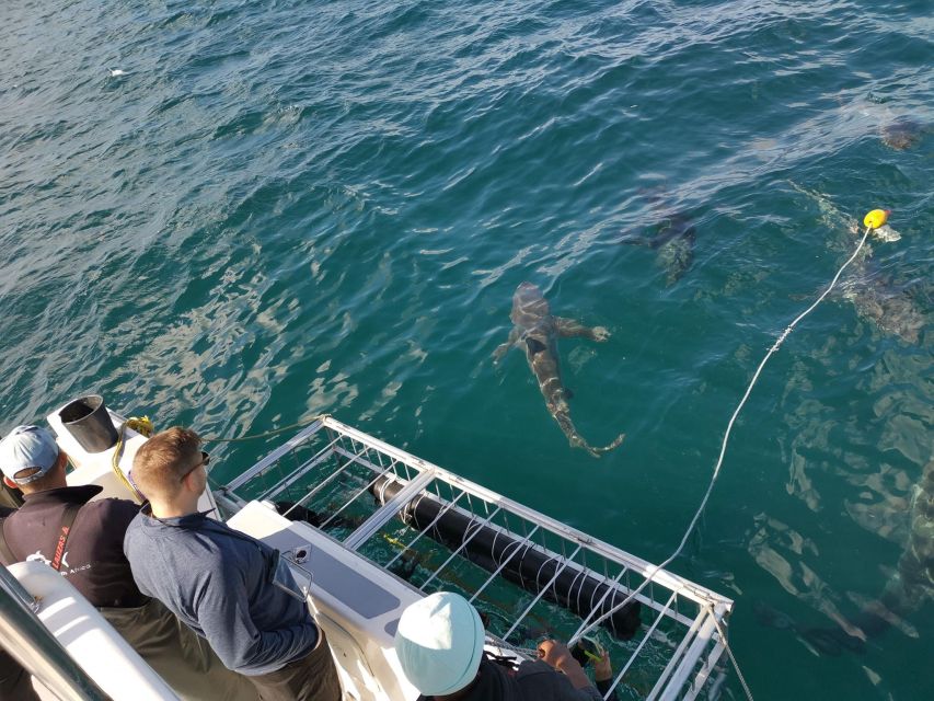 Cape Town: Shark Cage Diving With Food and Drinks - Impressive Customer Reviews