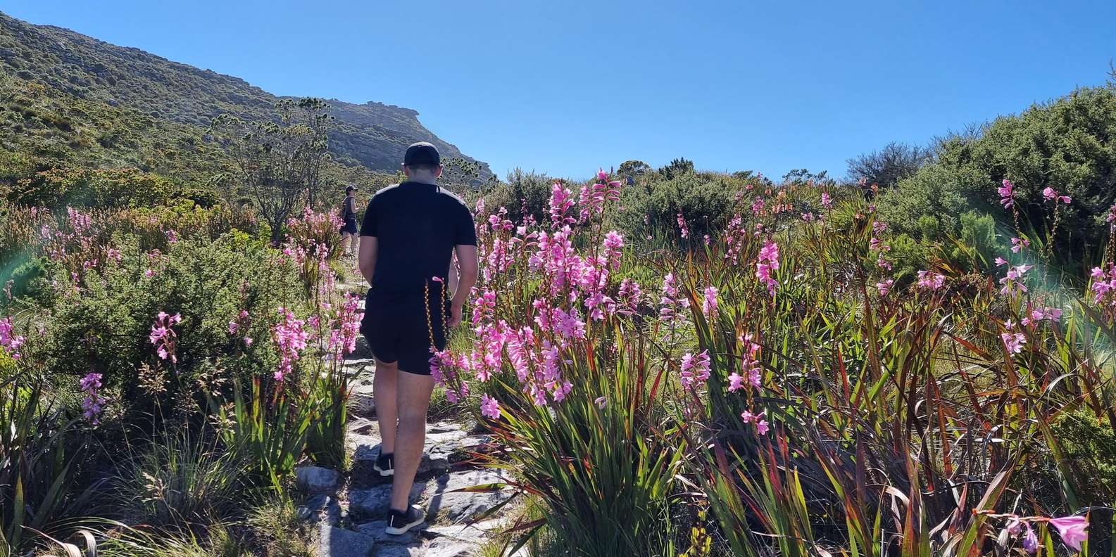 Cape Town: Table Mountain Famous Fynbos Flower Walk - Nature and Wildlife Encounters