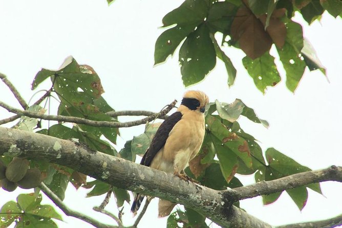 Carara National Park Birdwatching Group Guided Tour Experience. - Clothing Recommendations