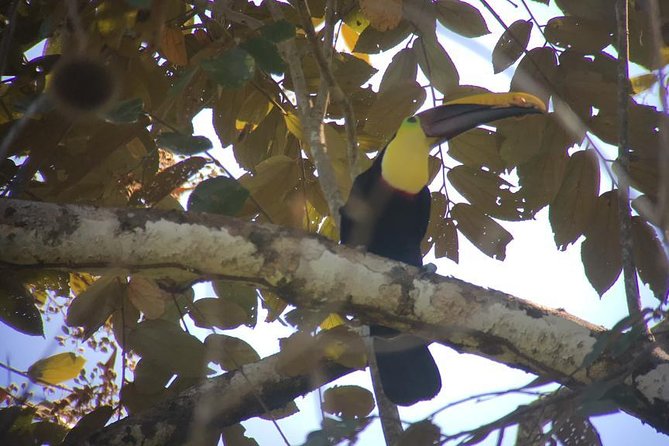 Carara National Park Birdwatching Private Guided Tour Experience. - Responsible Viewing and Wildlife Sightings