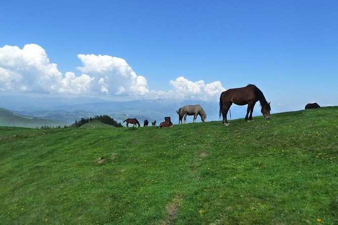 Carpathians in Romania: Bucegi Natural Park With Native Spanish Guide. - Practical Information for the Tour