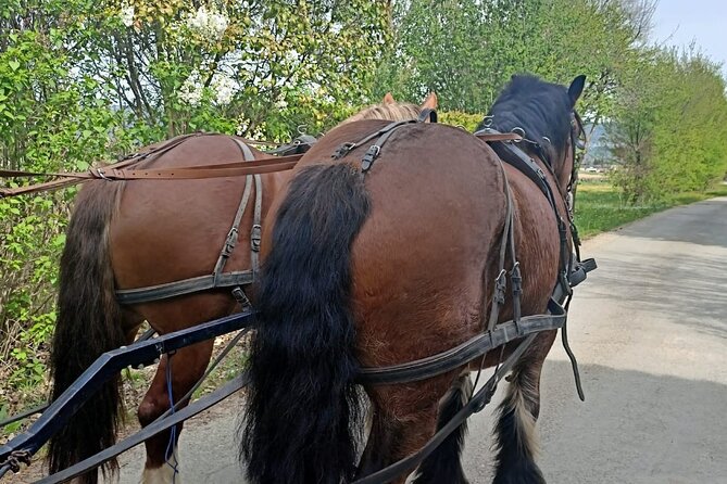 Carriage Rides in the Heart of the Luberon - Tips for an Enjoyable Ride