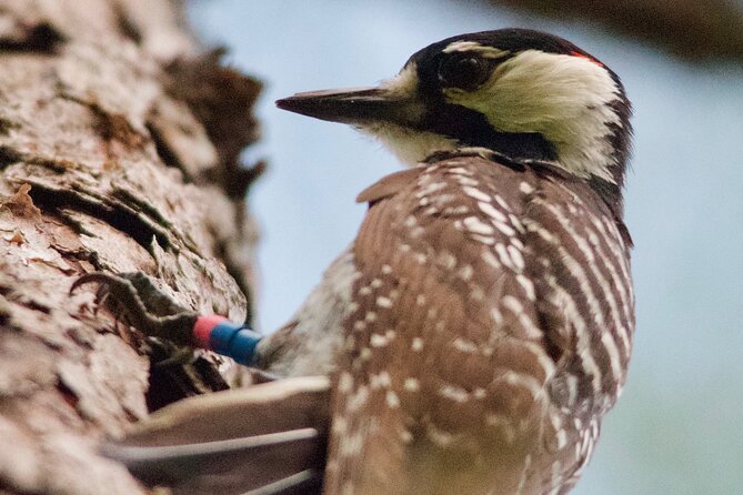 Central Florida Half-Day Private Birding Activity - 2 Person Max - Booking and Cancellation Policy