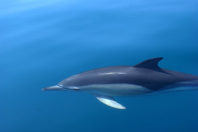 Cheapest Family Friendly Boat Trip From Vilamoura Algarve - Pricing and Value Proposition